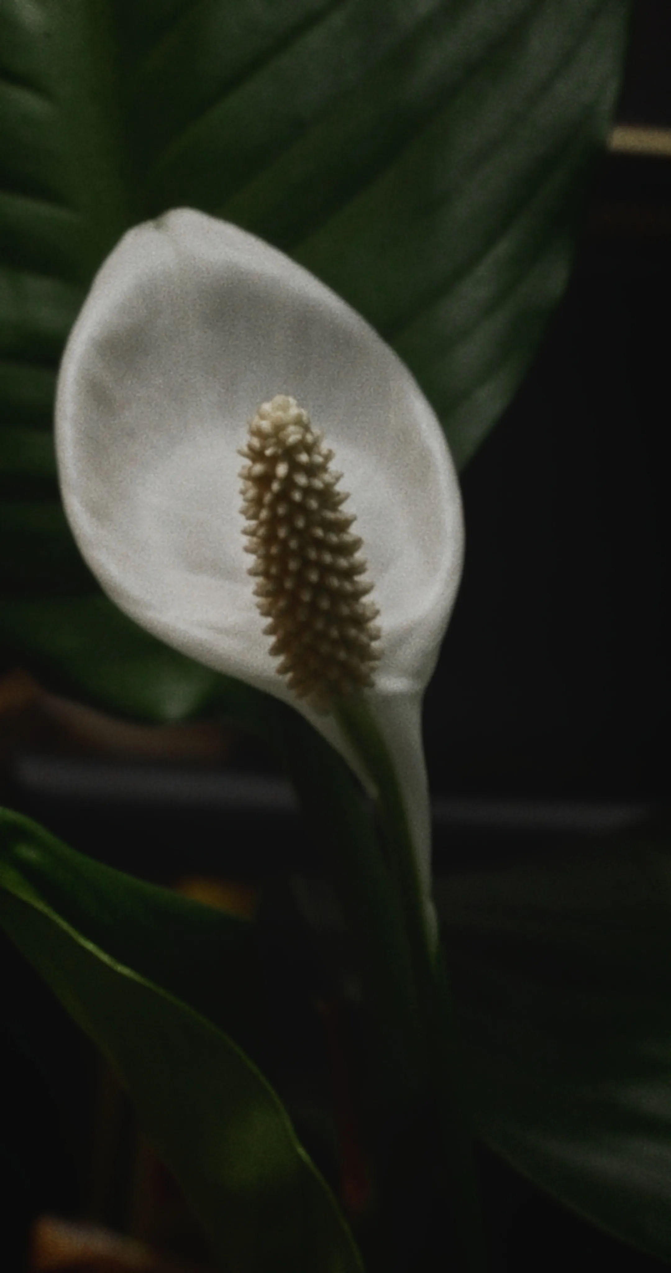 白鶴芋的白色佛焰苞與中央花序近距離特寫，背景為深綠葉片